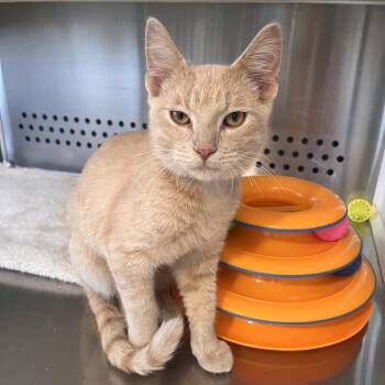 Cheech -  Domestic Short Hair Cat for Adoption in Washburn, Missouri - Cheech | PetCurious