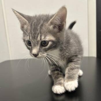 Domestic Short Hair Cats Available for Adoption in Tampa, Florida - Brioche | PetCurious