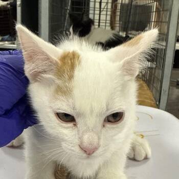 Chicken -  Domestic Short Hair Cat for Adoption in Las Cruces, New Mexico - Chicken | PetCurious