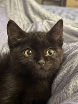 PEPPER JACK -  Domestic Short Hair Cat for Adoption in Colorado Springs, Colorado - PEPPER JACK | PetCurious