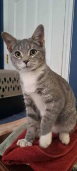 Rescue Domestic Short Hair Cats for Adoption in Winston-salem, North Carolina - Silver Bullet | PetCurious