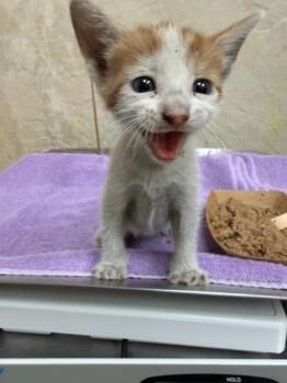Bellawese -  Domestic Long Hair and Domestic Short Hair Cat for Adoption in Honolulu, Hawaii - Bellawese | PetCurious