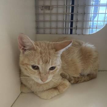 Sophia -  American Shorthair Cat for Adoption in Fayetteville, Arkansas - Sophia | PetCurious