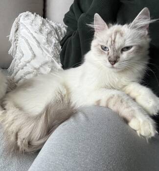 Kayla- Funny kitten -  Ragdoll and Siberian Cat for Adoption in Brampton, Ontario - Kayla- Funny Kitten | PetCurious