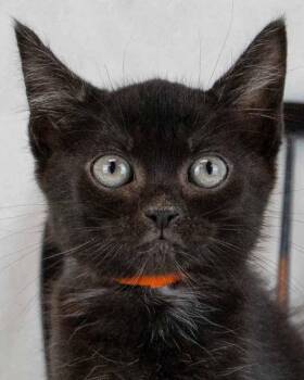 Emu -  Domestic Short Hair Cat for Adoption in Kennesaw, Georgia - Emu | PetCurious