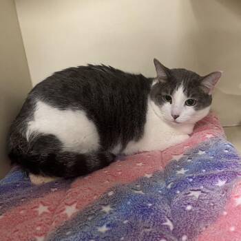 Eevee -  Domestic Short Hair Cat for Adoption in Oak Brook, Illinois - Eevee | PetCurious