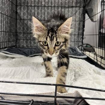 Scoville-C -  Domestic Medium Hair Cat for Adoption in East St. Louis, Illinois - Scoville-C | PetCurious
