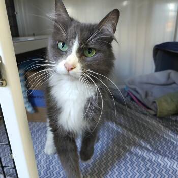 Gracie -  Domestic Medium Hair Cat for Adoption in Oconto, Wisconsin - Gracie | PetCurious