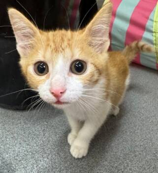Melba -  Domestic Short Hair Cat for Adoption in Tomah, Wisconsin - Melba | PetCurious