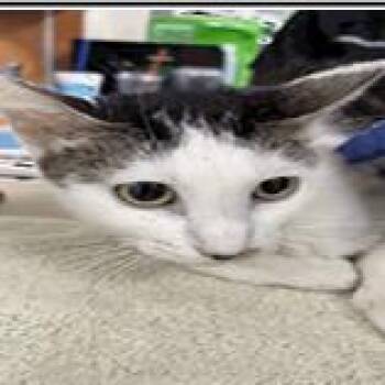 Ashley -  Domestic Short Hair Cat for Adoption in Pinellas Park, Florida - Ashley | PetCurious