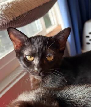 Shelby -  Domestic Short Hair Cat for Adoption in Burnaby, British Columbia - Shelby | PetCurious