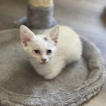 Josie -  Domestic Short Hair Cat for Adoption in Columbus, Georgia - Josie | PetCurious