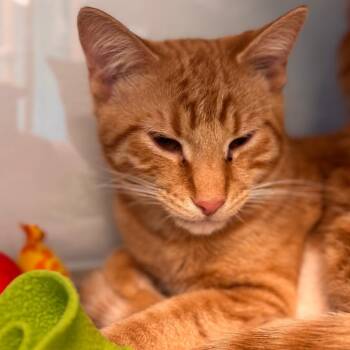 Domestic Short Hair Cats Available for Adoption - Law | PetCurious