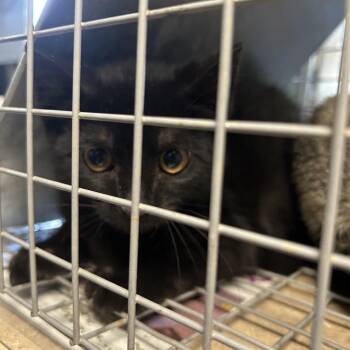 Lou Lou -  Domestic Short Hair Cat for Adoption in Roxboro, North Carolina - Lou Lou | PetCurious