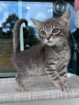 Adam -  Domestic Medium Hair Cat for Adoption in Kingsland, Georgia - Adam | PetCurious