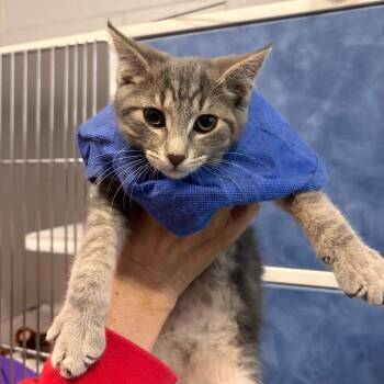 Prongs -  Domestic Short Hair Cat for Adoption in Dearborn, Michigan - Prongs | PetCurious