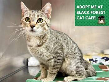 DAPHNE -  Domestic Short Hair Cat Available for Adoption in Fort Wayne, Indiana - DAPHNE | PetCurious