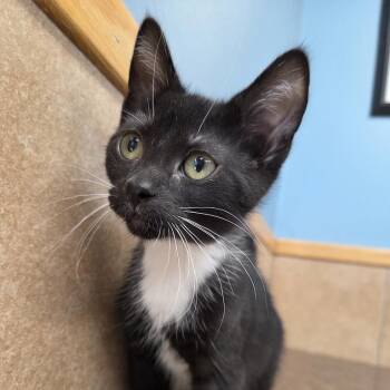 Breslow -  Domestic Short Hair Cat for Adoption in Park Rapids, Minnesota - Breslow | PetCurious