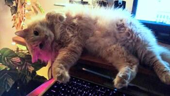 NIKO #1917 - Offered by Owner -Fluffy Senior -  Domestic Long Hair Cat for Adoption in Hillsboro, Oregon - NIKO #1917 - Offered By Owner -Fluffy Senior | PetCurious