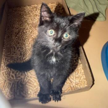 Hart -  Domestic Short Hair Cat for Adoption in Madisonville, Kentucky - Hart | PetCurious