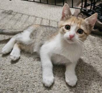 *CAL -  Domestic Short Hair Cat for Adoption in Woodland, California - *CAL | PetCurious