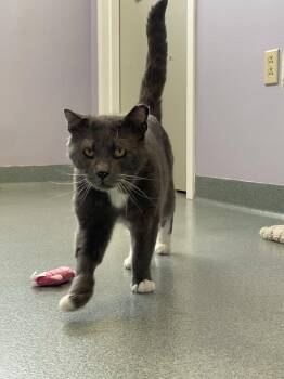 Pickles* -  Domestic Short Hair Cat Available for Adoption in Trenton, Maine - Pickles* | PetCurious