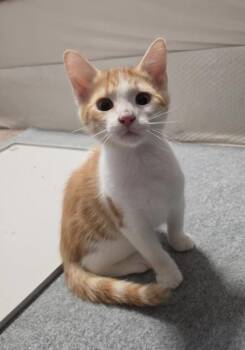 Oliver - A A-W -  Domestic Short Hair Cat for Adoption in Greenville, South Carolina - Oliver - A A-W | PetCurious