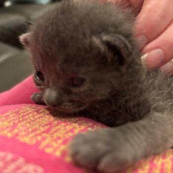 Domestic Short Hair Cats Available for Adoption in Granville, Ohio - Sterling | PetCurious