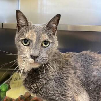 Plateau -  Domestic Short Hair Cat for Adoption in Richmond, Virginia - Plateau | PetCurious