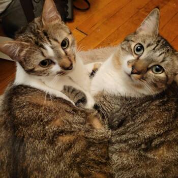 Levi -  Domestic Short Hair Cat for Adoption in Wantagh, New York - Levi | PetCurious