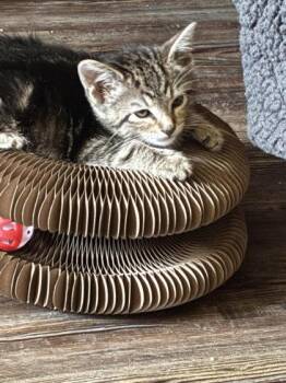Abby Cadabby -  Domestic Short Hair Cat for Adoption in Hobart, Indiana - Abby Cadabby | PetCurious