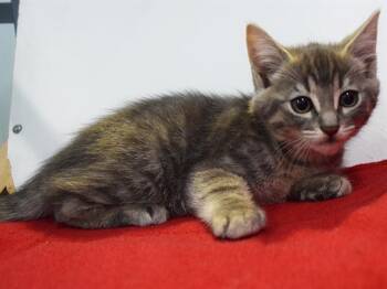 Domestic Short Hair Cats Available for Adoption in Sacramento, California - JAMIE-LYNN | PetCurious