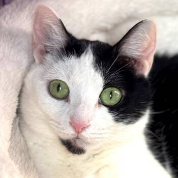 Phoebe -  Domestic Short Hair Cat for Adoption in Salisbury, Massachusetts - Phoebe | PetCurious