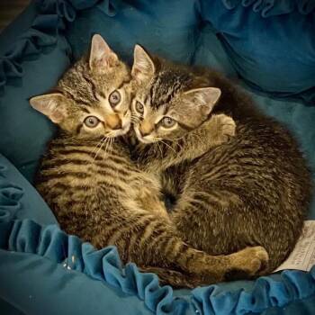 Domestic Short Hair Cats Available for Adoption in Sarasota, Florida - Pilot | PetCurious