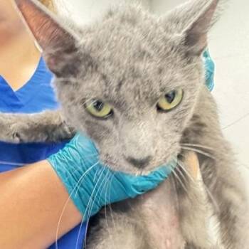 Domestic Medium Hair Cats Available for Adoption - Nicky | PetCurious