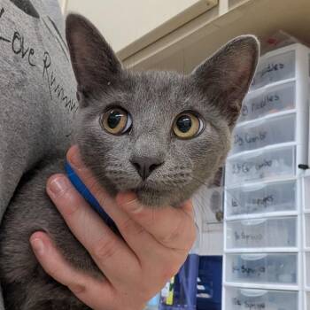 Gibson -  Domestic Short Hair Cat for Adoption in Ardmore, Oklahoma - Gibson | PetCurious