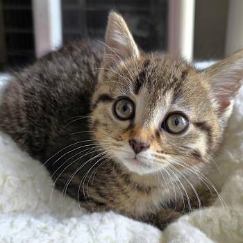 Maida -  Domestic Short Hair Cat for Adoption in Michigan City, Indiana - Maida | PetCurious