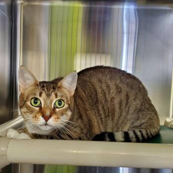 Domestic Short Hair Cats Available for Adoption in Jersey City, New Jersey - Majita | PetCurious