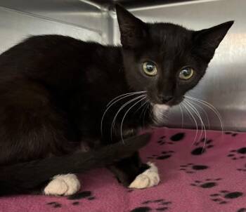 MACADAMIA -  Domestic Short Hair Cat for Adoption in Pensacola, Florida - MACADAMIA | PetCurious