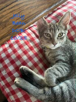 Tabby Cats Available for Adoption - S-Jelly Bean | PetCurious