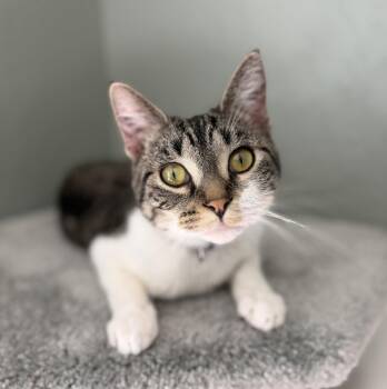 Beatrice -  Domestic Short Hair Cat for Adoption in San Jose, California - Beatrice | PetCurious