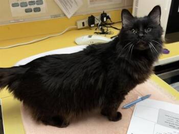 Domestic Long Hair Cats Available for Adoption in Colorado Springs, Colorado - PEREGRINE | PetCurious