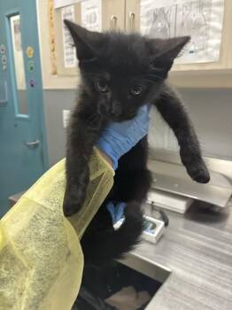 HOLLAND -  Domestic Short Hair Cat for Adoption in Las Vegas, Nevada - HOLLAND | PetCurious