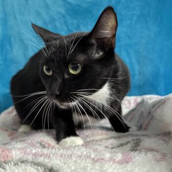 Jojo -  Domestic Short Hair Cat for Adoption in Puslinch, Ontario - Jojo | PetCurious
