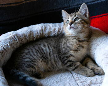 Rescue Domestic Short Hair Cats for Adoption in Akron, Ohio - Westinghouse | PetCurious
