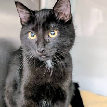 Rescue Domestic Short Hair Cats for Adoption in Buffalo, Minnesota - Cindy | PetCurious