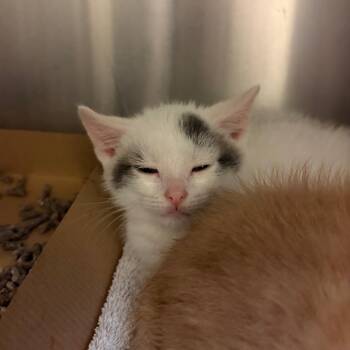 Domestic Short Hair Cats Available for Adoption in Council Bluffs, Iowa - Franklin Ocean | PetCurious