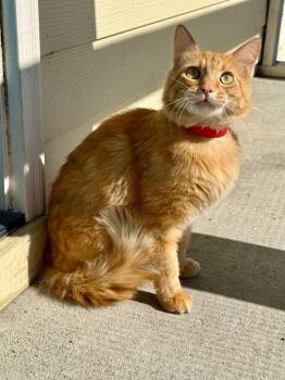 Ginger -  American Shorthair Cat for Adoption in Kingsland, Georgia - Ginger | PetCurious