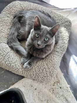Rescue Russian Blue Cats for Adoption in Glendora, California - Oscar’s Cuties | PetCurious