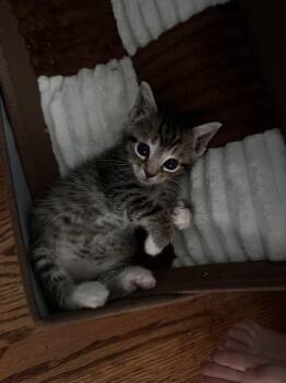 Strawberry -  Domestic Medium Hair Cat for Adoption in Greensboro, North Carolina - Strawberry | PetCurious